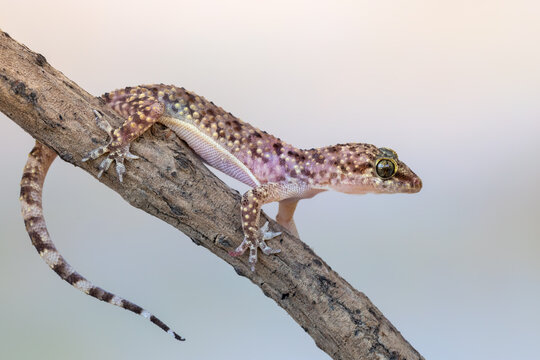 Mediterranean house gecko - Hemidactylus turcicus