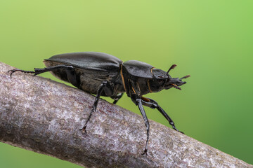 a beetle called Lucanus cervus