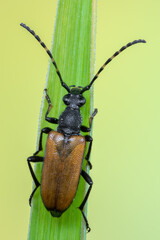 a longhorn beetle called Corymbia maculicornis