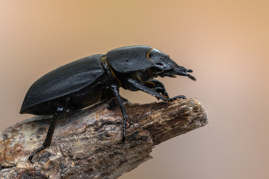 a beetle called Dorcus parallelipipedus
