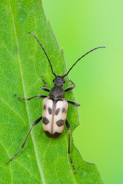 a longhorn beetle called Pachytodes cerambyciformis