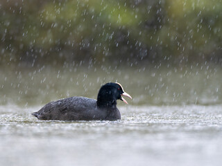 Coot in the rain