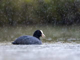 Coot in the rain