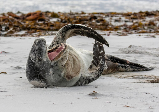 Leopard Seal on beach