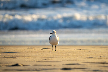 Seagull standing on the beach in front of rough surf.