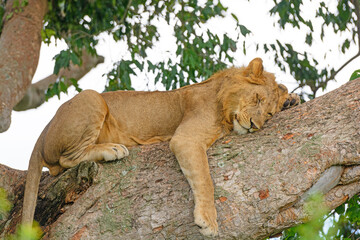 Young Male Lion Taking a Nap in a Tree