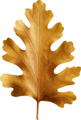 Oak leaf clip art