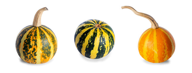 striped pumpkins with dry tails on a white background