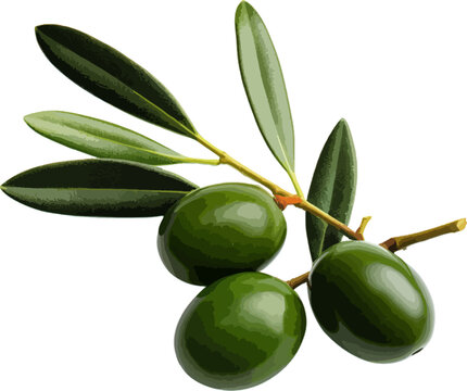 Olives with leaves clip art