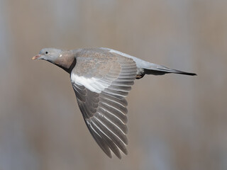 juvenile wood pigeon in flight