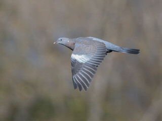 juvenile wood pigeon in flight