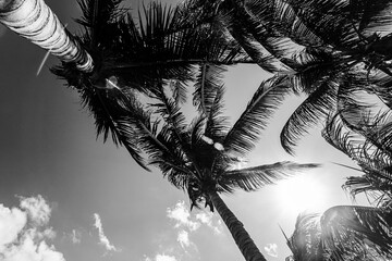 palm tree silhouette