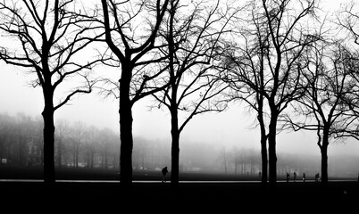 trees in fog