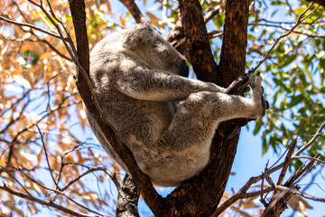 Koala