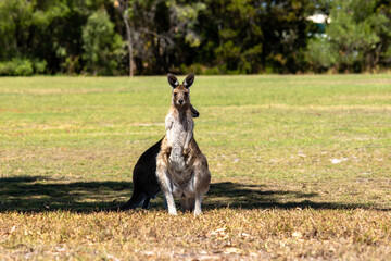 Känguru
