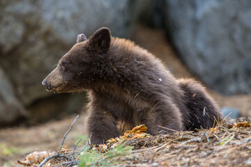Junger Bär © Andreas