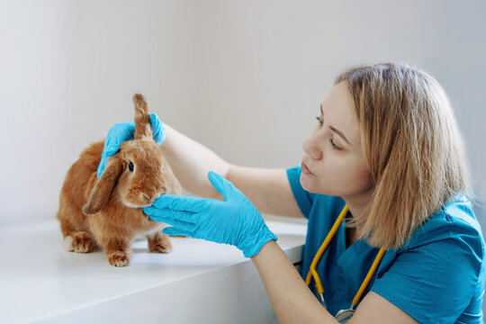 young caucasian female veterinarian examining red rabit