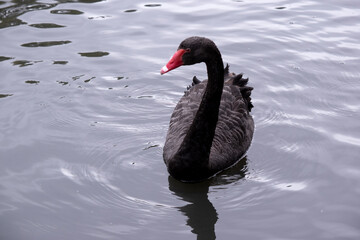 the black swan has black feathers edged with white on its back and is all black on the head and neck.  It has a red beak with a white stripe and red eyes