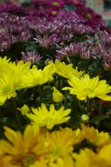 purple and yellow flowers