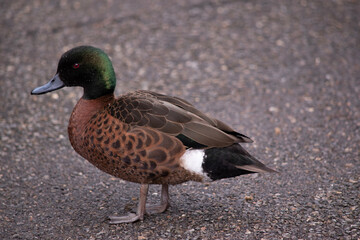 Obraz premium the male the chestnut teal duck has a green head and neck and a brown body
