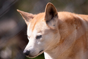 Dingos are a dog-like wolf. They have a long muzzle, erect ears and strong claws. They usually have...
