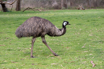 Emus are covered in primitive feathers that are dusky brown to grey-brown with black tips. The...