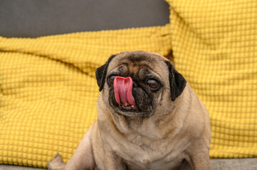 old cute pug home filming 3