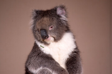 the Koala has a large round head, big furry ears and big black nose. Their fur is usually grey-brown in color with white fur on the chest, inner arms, ears and bottom.