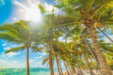 Sun shining over Bois Jolan beach in Guadeloupe