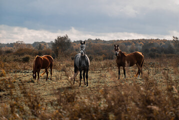 three horses grazing in the field