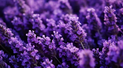 Deurstickers a close up of purple flowers © KWY