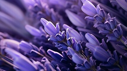 a close up of purple flowers