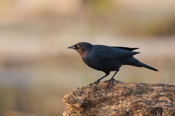 Naklejka premium brewers blackbird on a rock