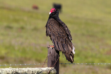 Closeup view of Turkey Vulture (Cathartes aura ), north of Morro Bay, California. Perched on fence post. Back view; head turned to one side. 
