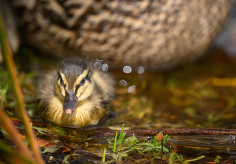 Cute duckling swimming in the lake with mother duck by its side.