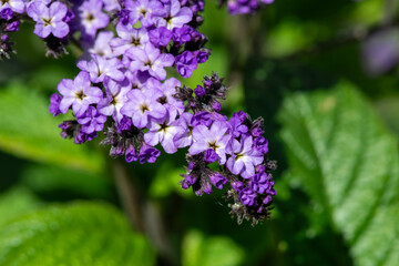 Heliotrope (heliotropium arborescens) flowers in  bloom