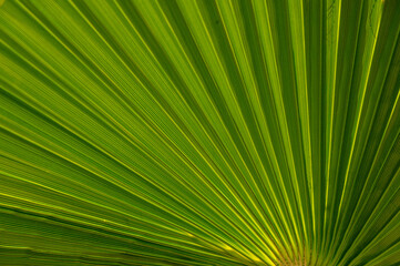 Obraz premium green palm leaf with sunlight 1