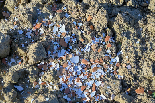 Crushed eggshells on the ground, ready to be added to the soil. Calcium for plants.