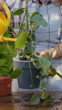 Vertical video. Container gardening. Gardener watering potted plant outdoors.