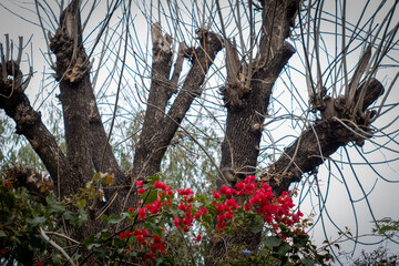 flowers on a tree on winter