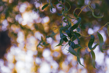 autumn leaves background