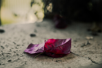 red leaf on the ground