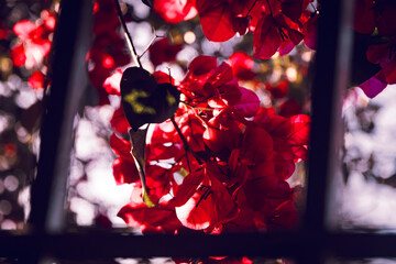 red flower in the night