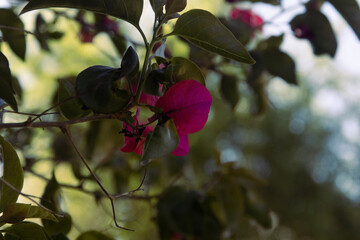 red and green flowers