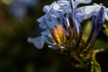 close up of a flower