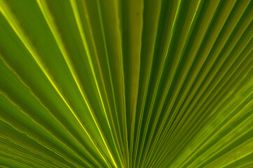 Fototapeta premium green palm leaf with sunlight