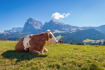 Fototapeta na wymiar Cow lying infront of iconic panorama of Sassolungo - Langkofel mountain group in autumn at Seiser Alm Alpe di Siusi, Dolomites, South Tyrol, Italy