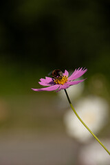 Fototapeta premium コスモスの蜜を吸うミツバチ