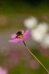 コスモスの蜜を吸うミツバチ