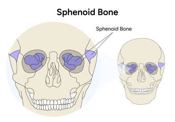 Human skull illustration Sphenoid bone in vector